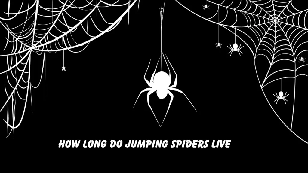 how long do jumping spiders live