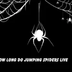 how long do jumping spiders live