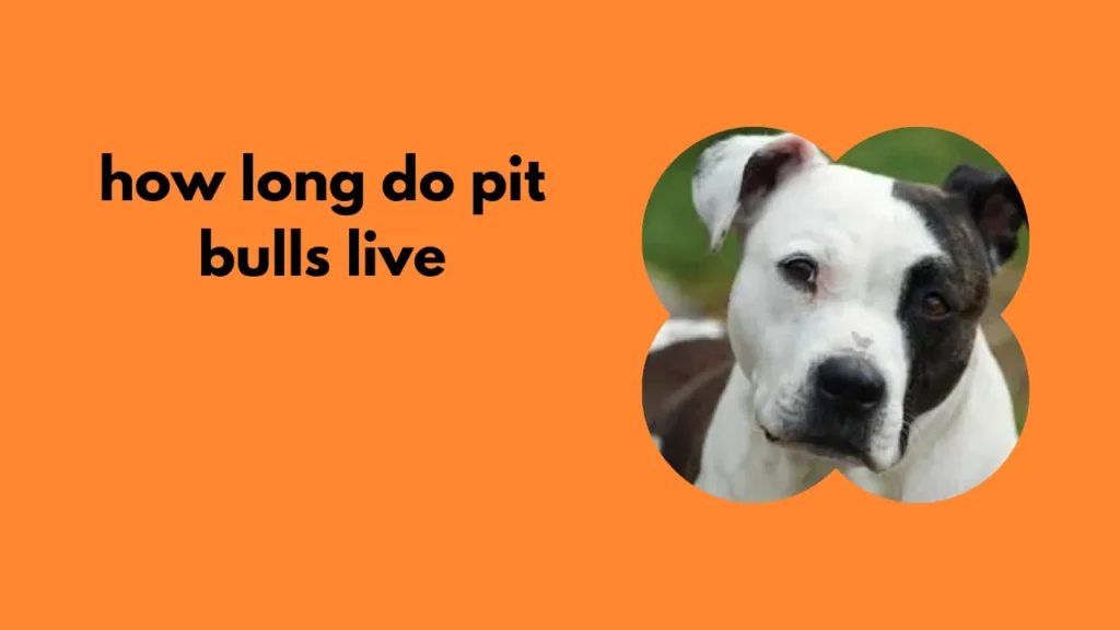 how long do pit bulls live