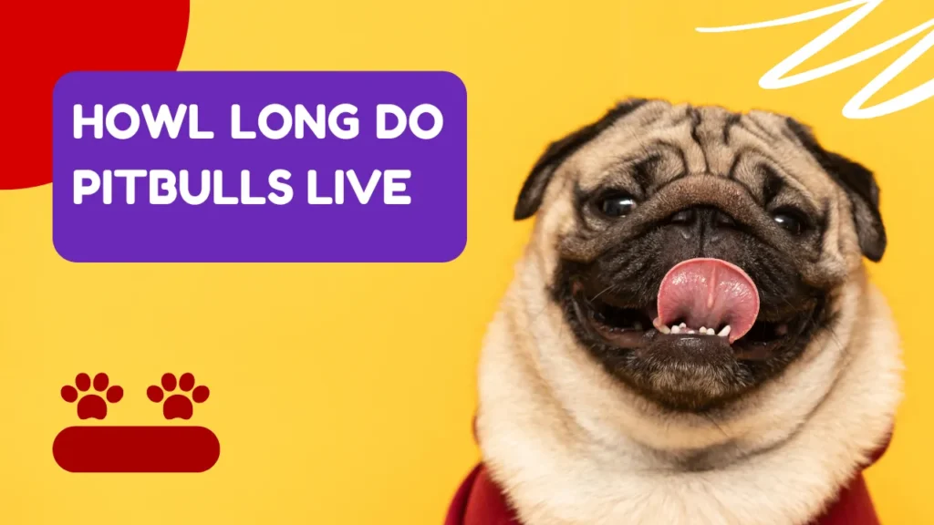 how long do pitbulls live