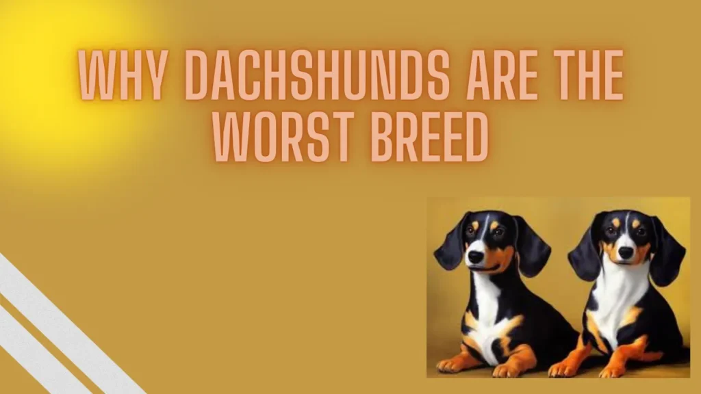 why dachshunds are the worst breed