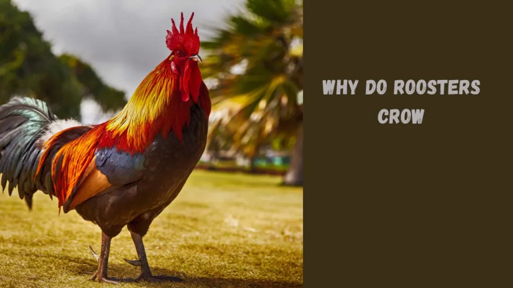 why do roosters crow