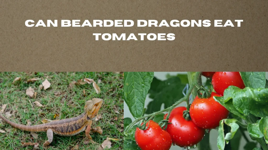 can bearded dragons eat tomatoes