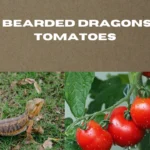 can bearded dragons eat tomatoes